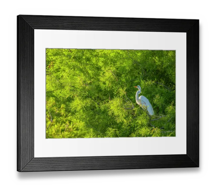 Framed Print : USA, Florida, Anastasia Island. Great egret in tree Framed Print : USA, Florida, Anastasia Island. Great egret in tree