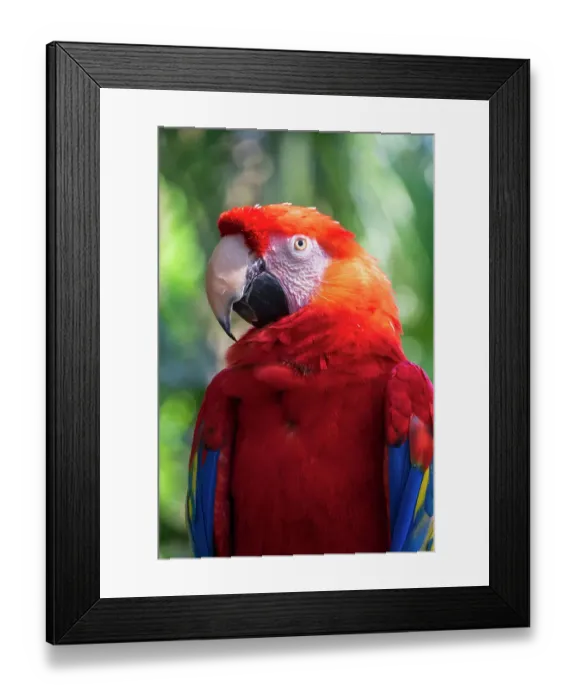 Framed Print : USA, Florida, St. Augustine. Parrott with very colorful feathers
