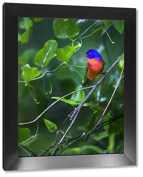 A male painted bunting perched