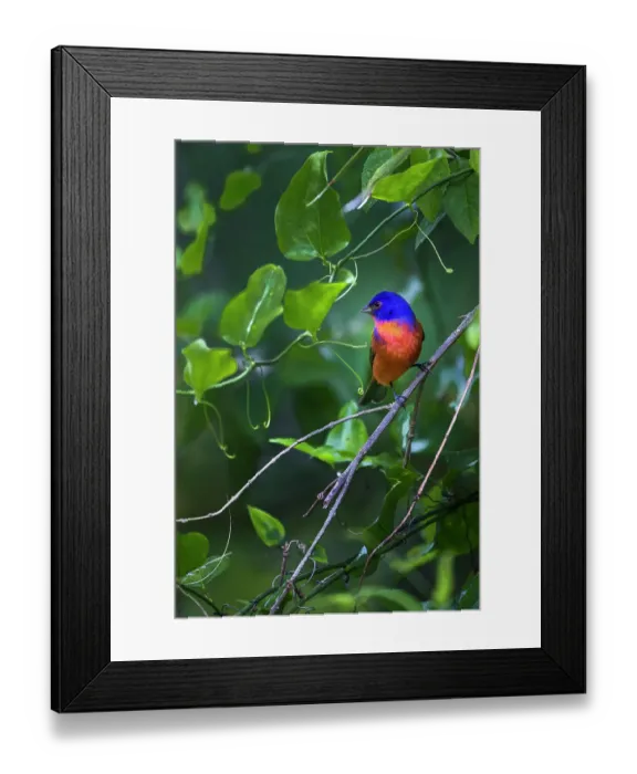 Framed Print : A male painted bunting perched Framed Print : A male painted bunting perched