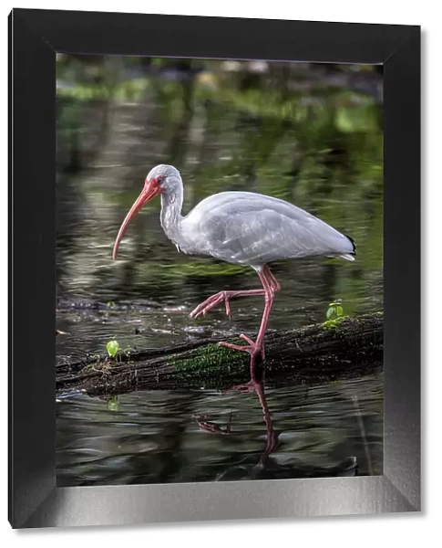 A white ibis searching for food in a south Florida swamp