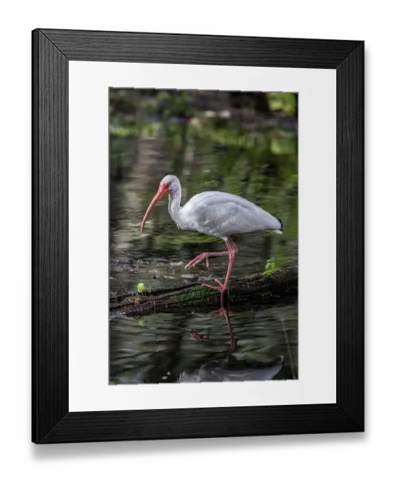 Framed Print : A white ibis searching for food in a south Florida swamp Framed Print : A white ibis searching for food in a south Florida swamp