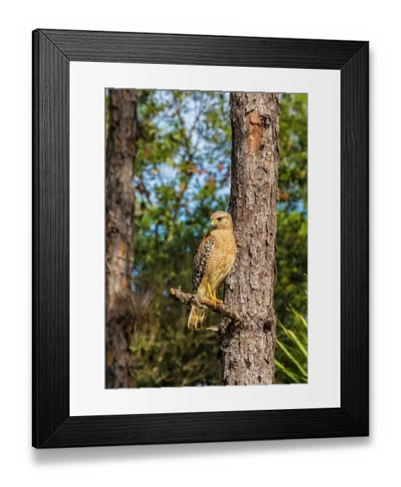 Framed Print : A perched red-shouldered hawk in south Florida Framed Print : A perched red-shouldered hawk in south Florida