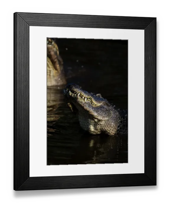 Framed Print : American alligators rise out of the water as a breeding display Framed Print : American alligators rise out of the water as a breeding display
