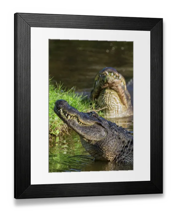 Framed Print : American alligators rise out of the water as a breeding display