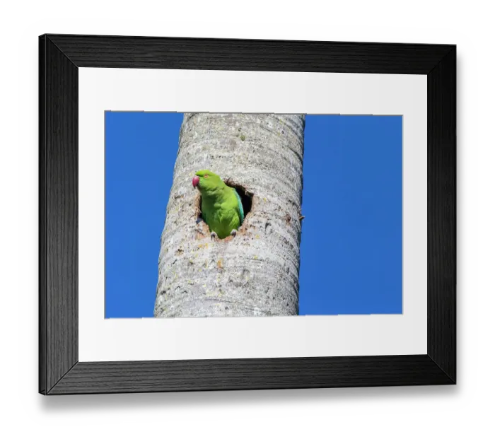 Framed Print : A rose-ringed parakeet observes from its cavity nest in a royal palm tree Framed Print : A rose-ringed parakeet observes from its cavity nest in a royal palm tree