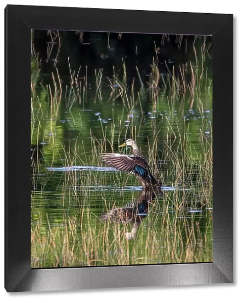 A Florida duck displays in a south Florida marsh
