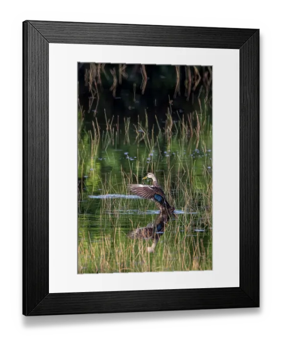 Framed Print : A Florida duck displays in a south Florida marsh Framed Print : A Florida duck displays in a south Florida marsh