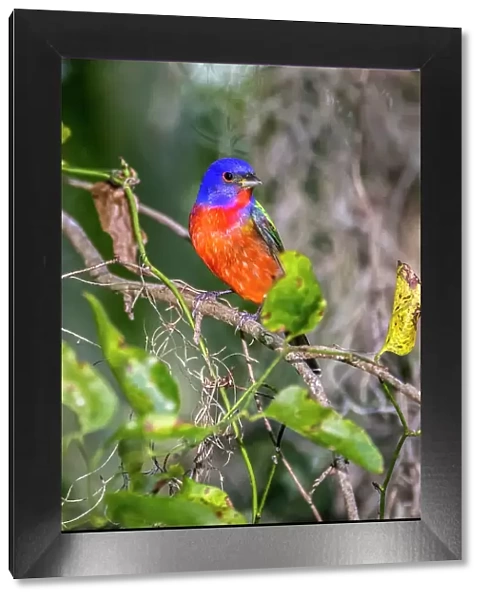 A male painted bunting perched