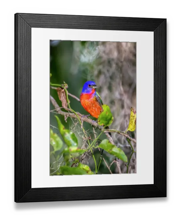Framed Print : A male painted bunting perched Framed Print : A male painted bunting perched