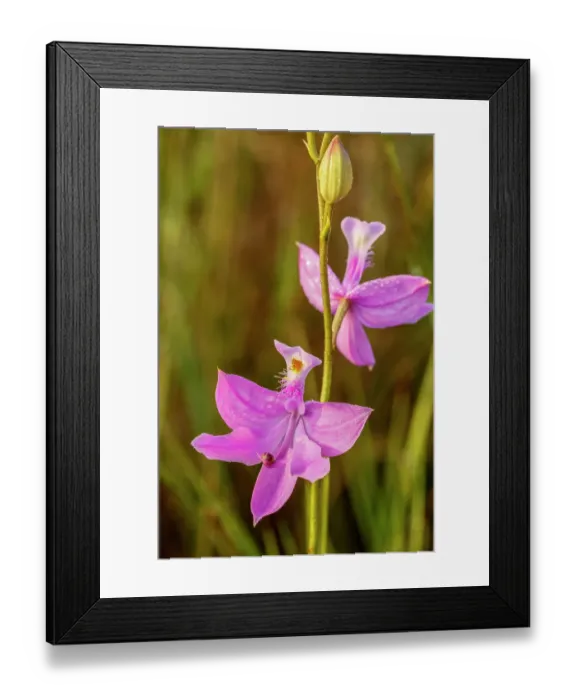 Framed Print : A grass pink orchid in south Florida Framed Print : A grass pink orchid in south Florida
