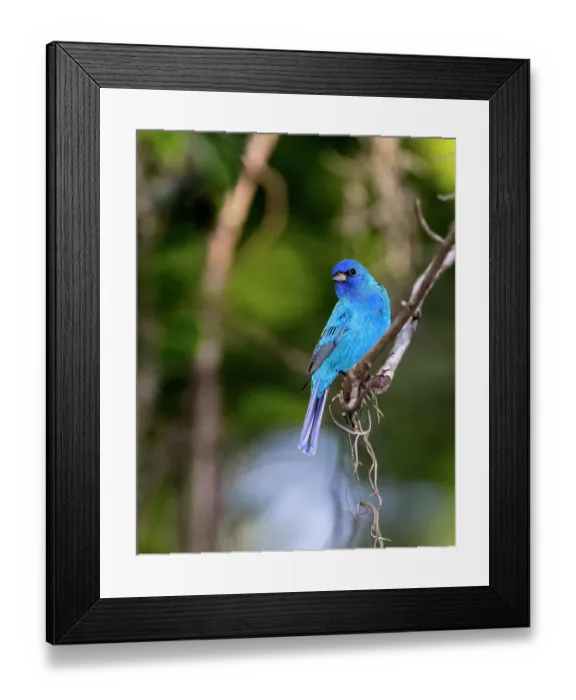 Framed Print : A perched male indigo bunting Framed Print : A perched male indigo bunting