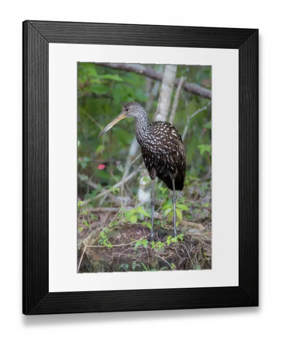 Framed Print : A Limpkin along a creek in south Florida Framed Print : A Limpkin along a creek in south Florida