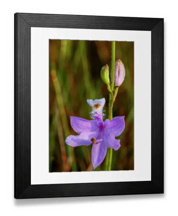 Framed Print : A grass pink orchid in south Florida Framed Print : A grass pink orchid in south Florida