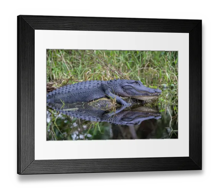 Framed Print : A basking American alligator in south Florida Framed Print : A basking American alligator in south Florida