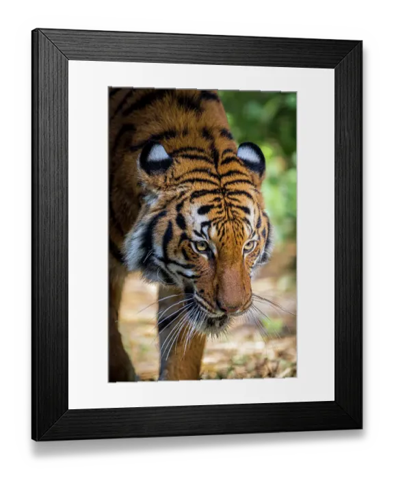 Framed Print : A Malayan tiger has penetrating eyes Framed Print : A Malayan tiger has penetrating eyes