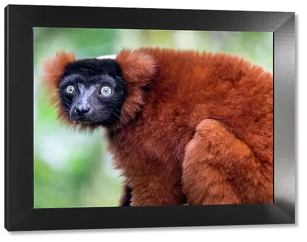 An endangered red ruffed lemur from Madagascar