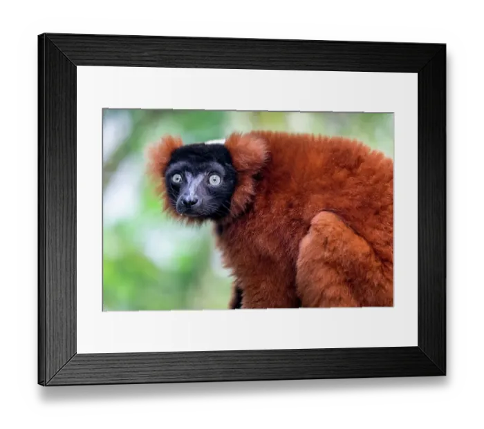 Framed Print : An endangered red ruffed lemur from Madagascar