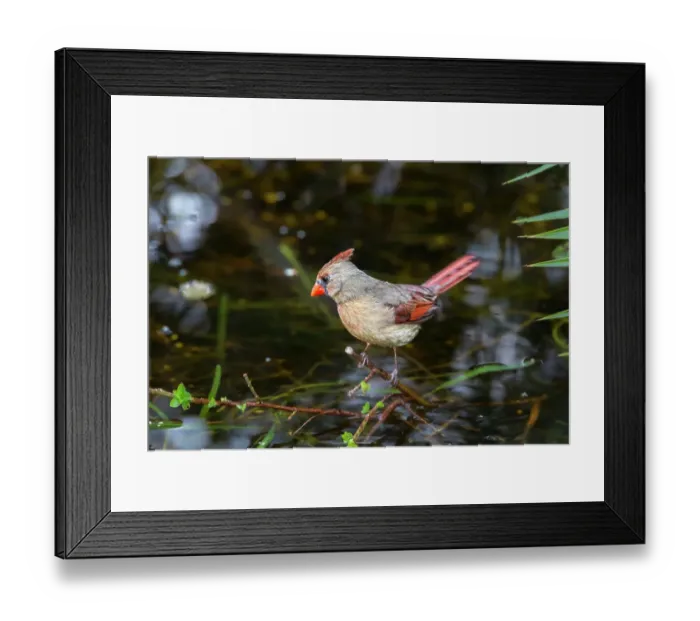 Framed Print : A female cardinal Framed Print : A female cardinal