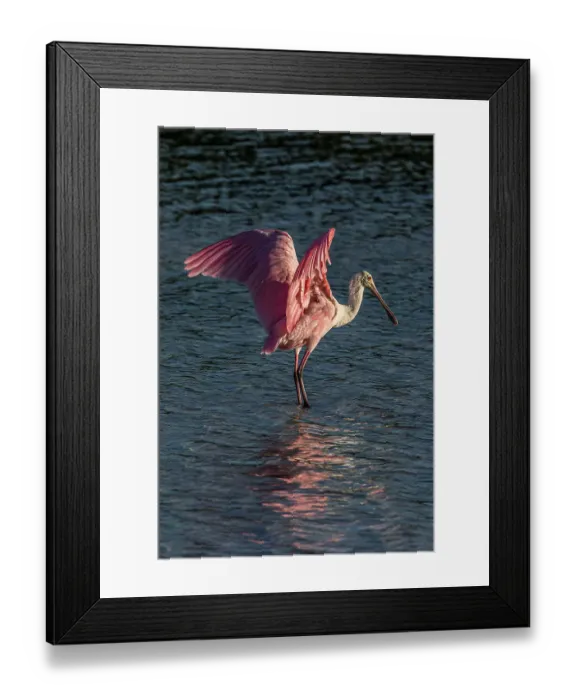 Framed Print : Roseate spoonbill spreading wings Framed Print : Roseate spoonbill spreading wings