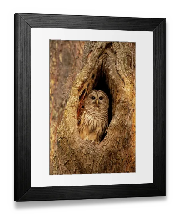 Framed Print : USA, Georgia, Savannah Barred owl in nest of oak tree Framed Print : USA, Georgia, Savannah Barred owl in nest of oak tree