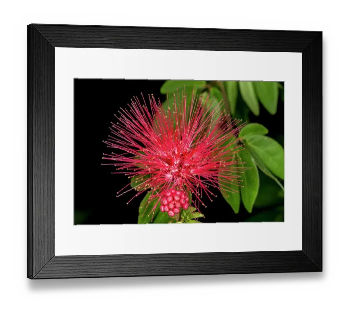 Framed Print : A mimosa tree bloom Framed Print : A mimosa tree bloom