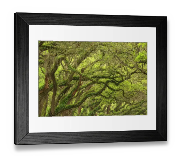 Framed Print : USA, Georgia, Savannah. Oak limbs with resurrection ferns along drive at Wormsloe Plantation Framed Print : USA, Georgia, Savannah. Oak limbs with resurrection ferns along drive at Wormsloe Plantation