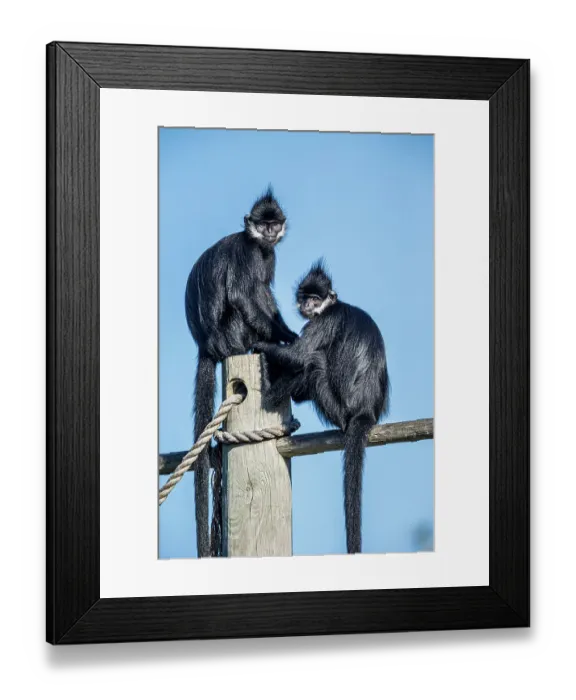 Framed Print : The Francois langur comes from Laos Framed Print : The Francois langur comes from Laos