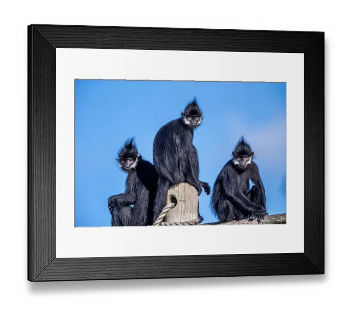 Framed Print : The Francois langur comes from Laos Framed Print : The Francois langur comes from Laos