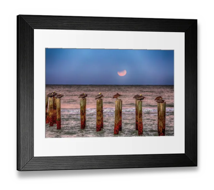 Framed Print : Brown pelicans rest on pilings off a Naples Beach during an eclipse of the moon