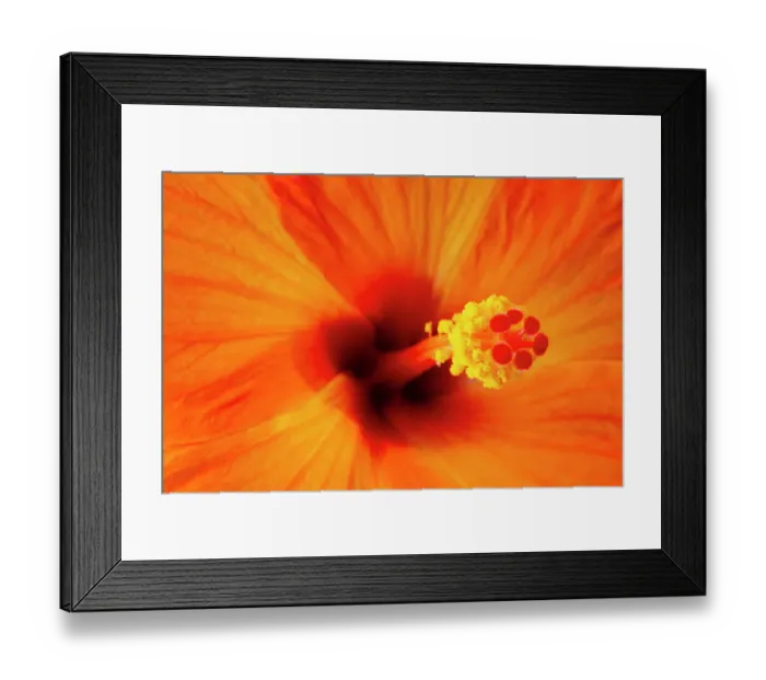 Framed Print : USA, Georgia, Savannah. Hibiscus in bloom Framed Print : USA, Georgia, Savannah. Hibiscus in bloom