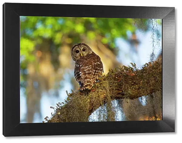 USA, Georgia, Savannah. Barred owl sitting on the limb of oak tree