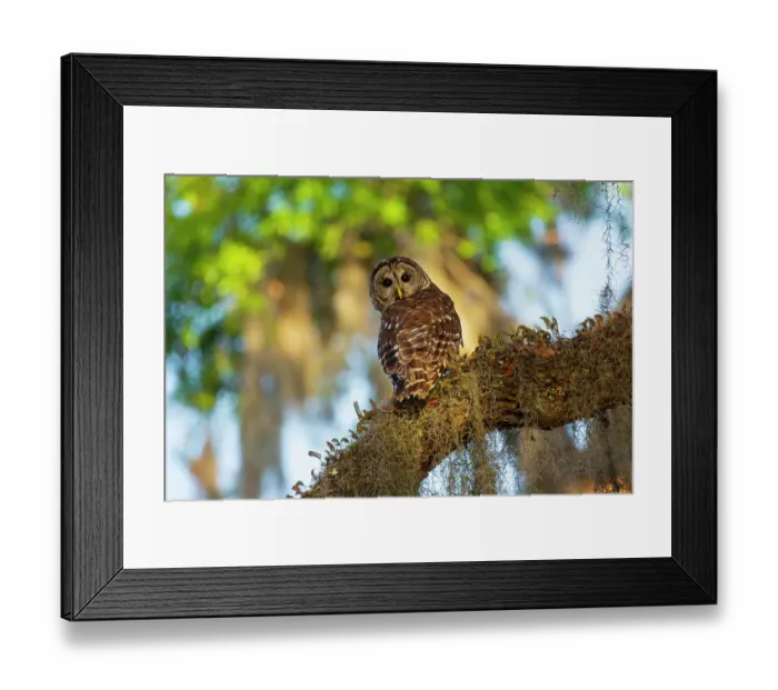 Framed Print : USA, Georgia, Savannah. Barred owl sitting on the limb of oak tree Framed Print : USA, Georgia, Savannah. Barred owl sitting on the limb of oak tree