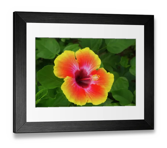 Framed Print : USA, Georgia, Savannah. Hibiscus in bloom Framed Print : USA, Georgia, Savannah. Hibiscus in bloom