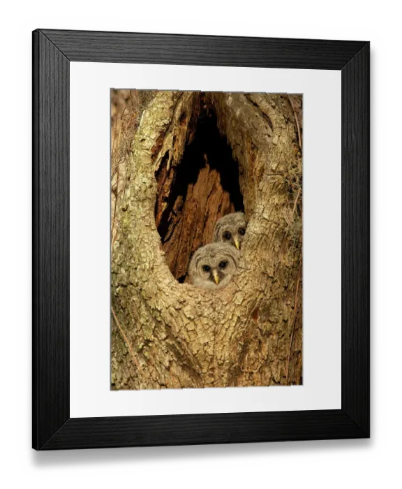 Framed Print : USA, Georgia, Savannah. Barred owl with baby in nest of oak tree Framed Print : USA, Georgia, Savannah. Barred owl with baby in nest of oak tree