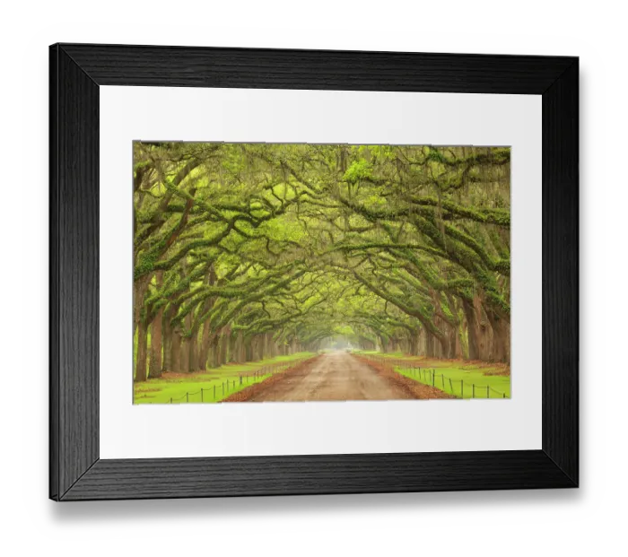 Framed Print : USA, Georgia, Savannah. Canopy of oaks along drive at Wormsloe Plantation Framed Print : USA, Georgia, Savannah. Canopy of oaks along drive at Wormsloe Plantation