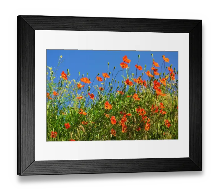 Framed Print : USA, Idaho, Genesee. Red Orange poppies