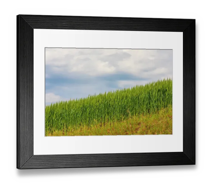 Framed Print : USA, Idaho, Genesee. Green wheat fields Framed Print : USA, Idaho, Genesee. Green wheat fields