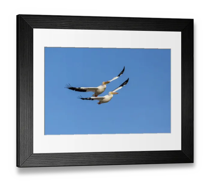 Framed Print : American White Pelicans in flight, Clinton County, Illinois Framed Print : American White Pelicans in flight, Clinton County, Illinois