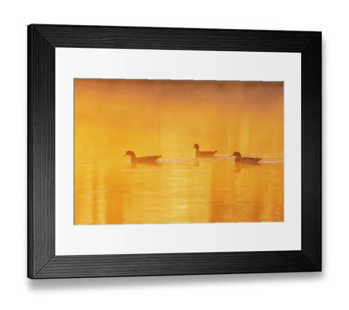 Framed Print : Wood Ducks in wetland at sunrise in fog, Marion County, Illinois Framed Print : Wood Ducks in wetland at sunrise in fog, Marion County, Illinois