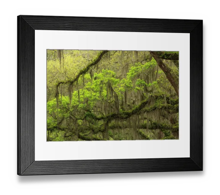 Framed Print : USA, Georgia, Savannah. Oak limbs with resurrection ferns along drive at Wormsloe Plantation Framed Print : USA, Georgia, Savannah. Oak limbs with resurrection ferns along drive at Wormsloe Plantation