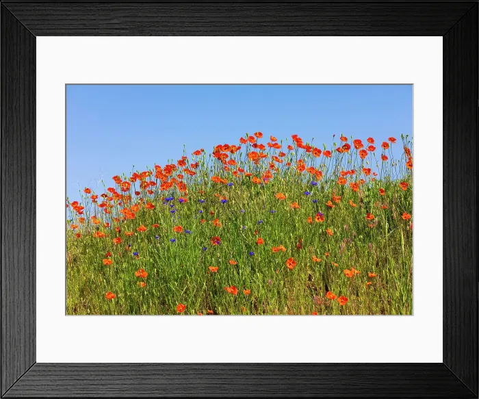 Framed Print : USA, Idaho, Genesee. Red Orange poppies Framed Print : USA, Idaho, Genesee. Red Orange poppies