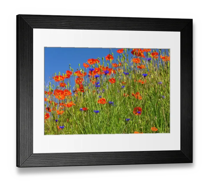 Framed Print : USA, Idaho, Genesee. Red Orange poppies Framed Print : USA, Idaho, Genesee. Red Orange poppies