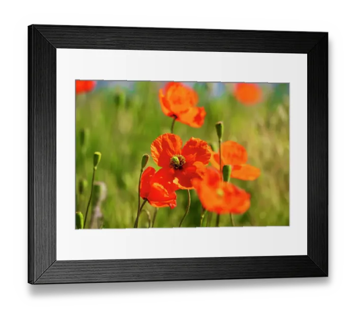 Framed Print : USA, Idaho, Genesee. Red Orange poppies Framed Print : USA, Idaho, Genesee. Red Orange poppies