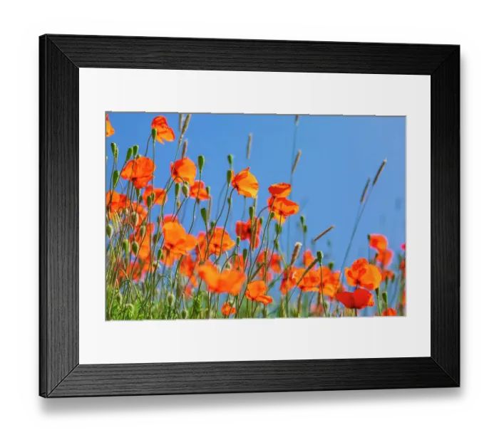 Framed Print : USA, Idaho, Genesee. Red Orange poppies