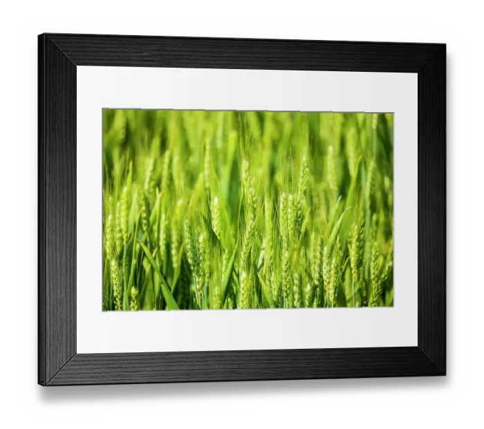 Framed Print : USA, Idaho, Genesee. Green wheat fields Framed Print : USA, Idaho, Genesee. Green wheat fields