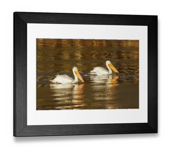 Framed Print : American White Pelicans swimming at sunrise, Clinton County, Illinois Framed Print : American White Pelicans swimming at sunrise, Clinton County, Illinois