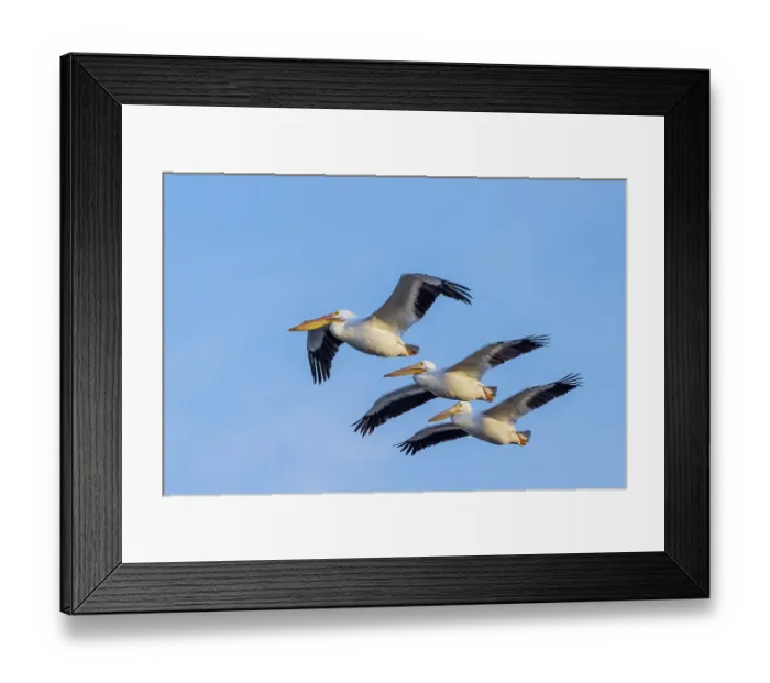 Framed Print : American White Pelicans in flight, Clinton County, Illinois Framed Print : American White Pelicans in flight, Clinton County, Illinois