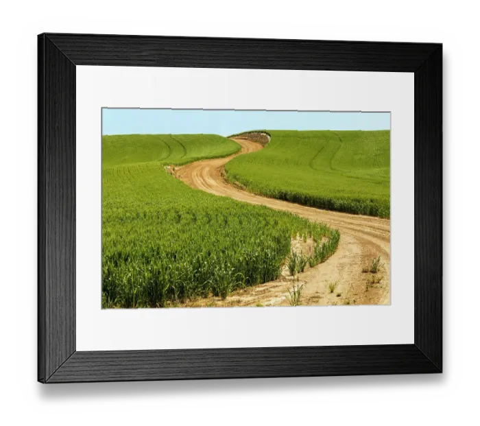 Framed Print : USA, Idaho, Genesee. Green wheat fields. Dirt road Framed Print : USA, Idaho, Genesee. Green wheat fields. Dirt road