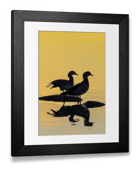 Framed Print : Wood Ducks male and female in wetland on log at sunrise, Marion County, Illinois Framed Print : Wood Ducks male and female in wetland on log at sunrise, Marion County, Illinois